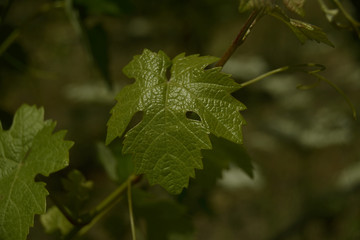 Foglia di vite