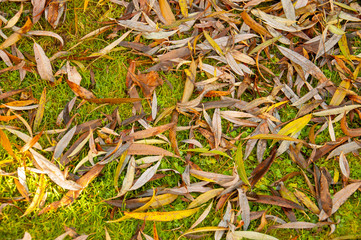 Autumn leaves on the ground abstract pattern.