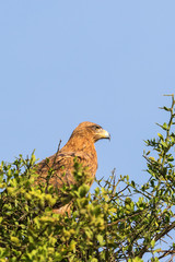 Tawny Eagle in a tree