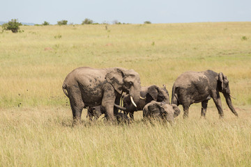 Elephants who throw mud at at a waterhole