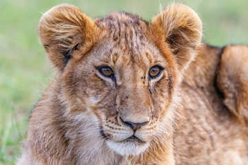 Fototapeta na wymiar Portrait of a curious lion cub