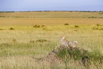 Cheetah mother with cubs lying on a hill and watching