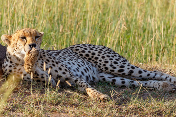 Cheetah lying down and yawning, covering his mouth with his paw