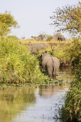 Obraz premium Elephants standing in a river in Africa