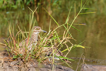 Water thick-knee bird in the grass by the river