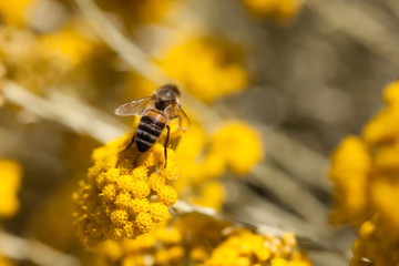 abeille sur immortelle