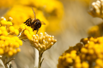 abeille sur immortelle