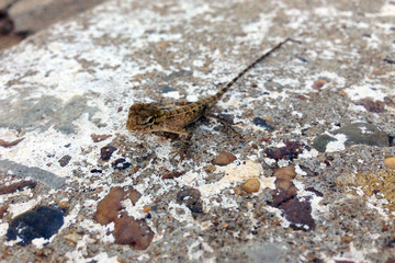 cute little baby gecko on stone surface