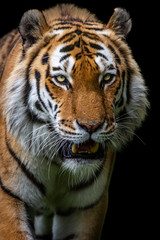 Amur Tiger