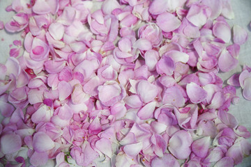 Fototapeta na wymiar rose petals as background