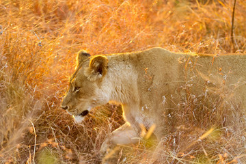  African Lion hiding in long grass