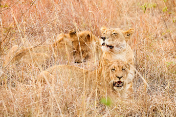 Fototapeta premium African Lion hiding in long grass