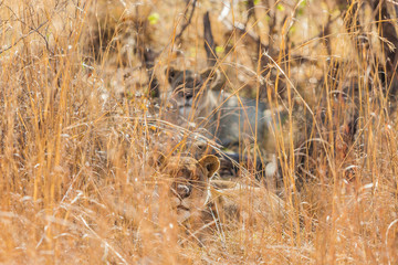  African Lion hiding in long grass