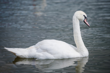 Fototapeta premium Swan profile