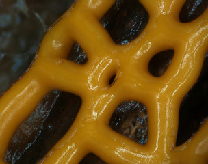 Yellow glazy plasmodiocarp fruit bodies of a slime mold, or myxomycete, Hemitrichia serpula, high magnification Slime moulds are special organisms that gather from many microscopic unicellular amoebae © Iuliia