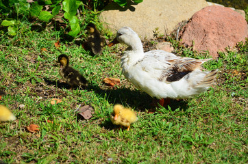 Yellow Baby Ducks and Mother Duck  on a Green Grass 