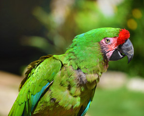 Green Macaw Parrot