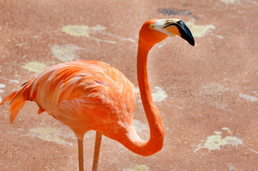 Pink Flamingo on the Beach