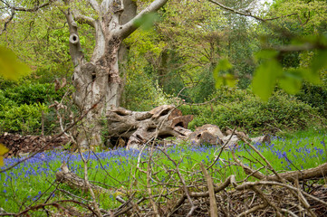 Springtime Bluebells in the woodlands of England.