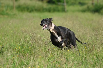 rennender schwarzer Windhund