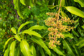 The flowers of the mango tree in garden.