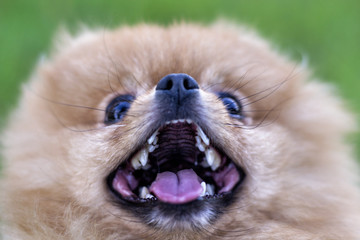 dog mouth close-up