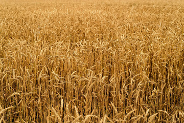 field with golden wheat
