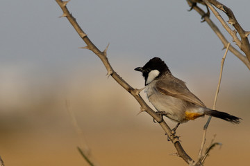 White Eared Bulbul seen oerched. They occur acroos Pakistan and sings in beautiful tone