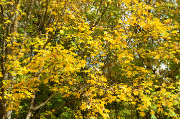 Colourful autumn leaves and trees in the forest of Dean, Gloucestershire, United Kingdom.