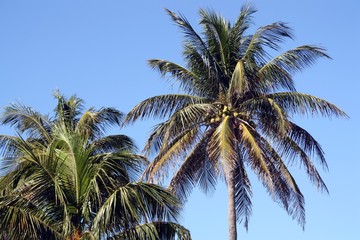 Cocotero en día soleado en el Caribe (Varadero, Cuba)