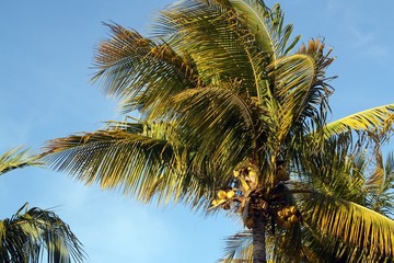Fototapeta na wymiar Cocotero en día soleado en el Caribe (Varadero, Cuba)