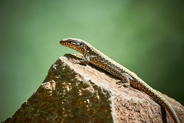 Common wall lizard (Podarcis muralis)