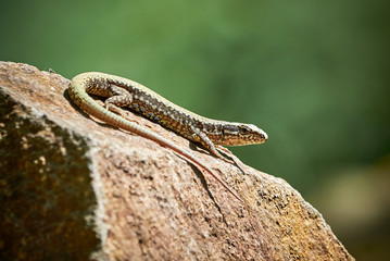Common wall lizard (Podarcis muralis)
