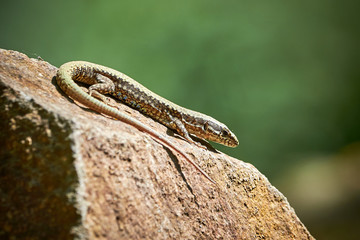 Common wall lizard (Podarcis muralis)