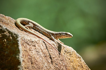 Common wall lizard (Podarcis muralis)