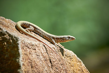 Common wall lizard (Podarcis muralis)