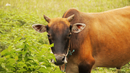 brown cow in Kratie, Cambodia