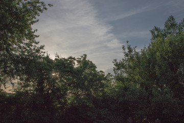 Obraz na płótnie Canvas Sun through trees 