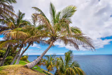 Fototapeta na wymiar Tropical scene with palm trees in Tenerife, Canary islands, Spain.
