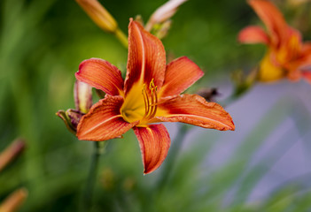 Orange day lily