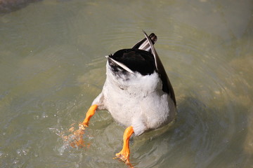 Ente auf Nahrungssuche