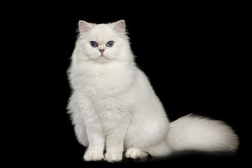 Adorable British breed Cat White color with Blue eyes, Sitting and looking in Camera on Isolated Black Background, front view