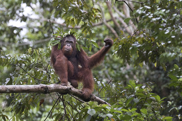 Wild orangutan in tropical rainforest