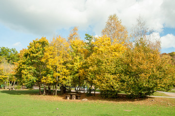 Naklejka premium Autumn trees in the Forest of Dean, Gloucestershire, England.