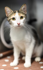 Tortoise Shell Kitten