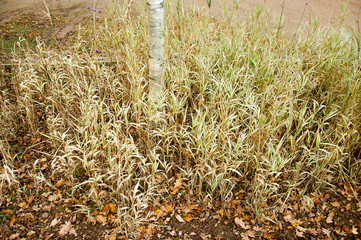 Grass growing in the summertime.