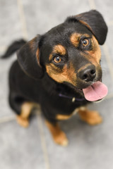 Lab Rottie Puppy