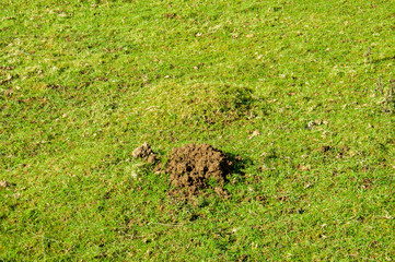 Mole hills in the countryside.