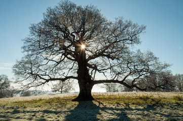 Springtime oak trees in the english countryside.
