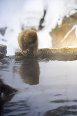  Japanese Snow Monkeys relaxing at onsen hot springs
